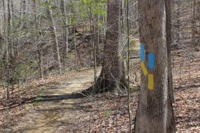 Yellow and blue blazes on a tree