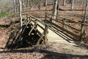 Wooden bridge in the forest