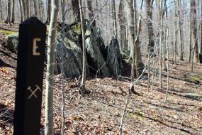 Large rock jutting out of the forest floor