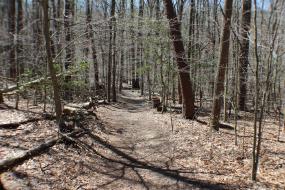 Trail through forest