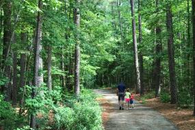Path though woods
