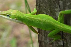 Green Anole Lizard