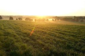 Sunrise over field