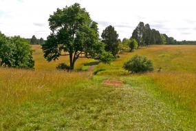 Trail through the field