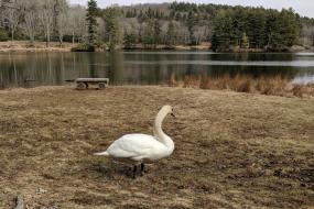 Swan near Bass Lake