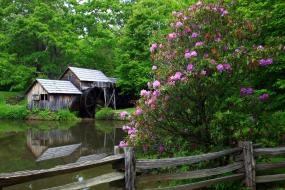 Mabry Mill in bloom