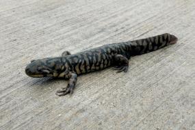 Tiger Salamander