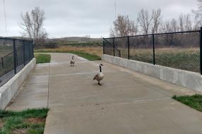 Canada geese on the trail