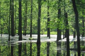 Swamp at Musgrove Mill