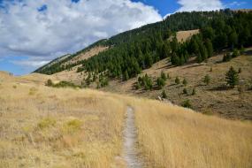 Trail