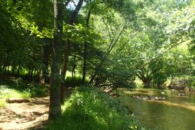 Trail beside the river