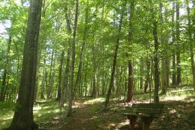 Bench next to trail in the forest