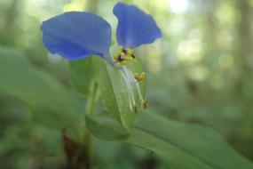 Blue flower
