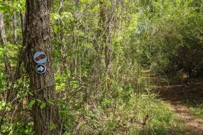 KIP blaze along trail