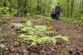 Ferns along trail