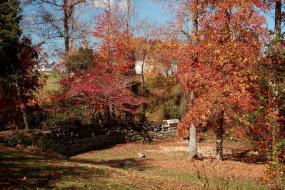 Fall foliage along the trail