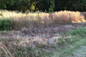 Prairie grasses