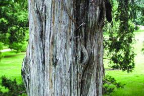 Close up of Red Cedar trunk