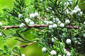 Red Cedar fruit