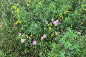 Wildflowers in the prairie