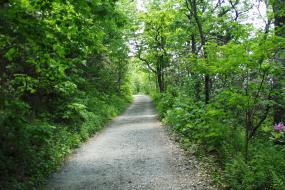 Gravel portion of trail near trail head surrounded by green vegetation 