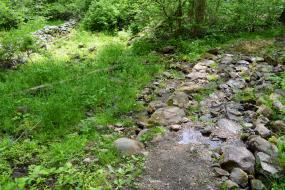 Trickling spring in forest