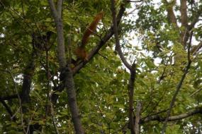 Squirrel in tree