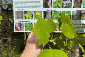 Found the Tulip Tree