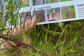 Virginia Pine I.D.
