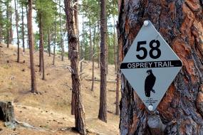 Loop B marker on tree on Osprey Trail