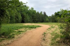 Trail passes through the meadow