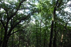 Forest canopy