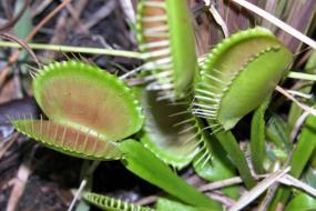 Venus flytraps