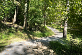 the trail meandering through the woods