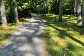 the trail leading one into a scattered forest