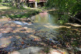 a slow moving section of the creek perfect for overturning rocks with kids
