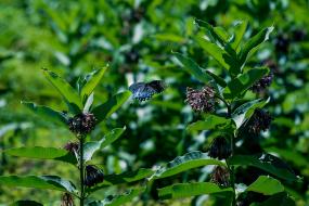 Milkweed and blue spotted milkweed butterfly