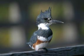 Belted kingfisher sitting