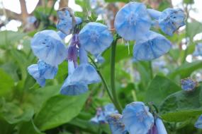 Bluebell flowers