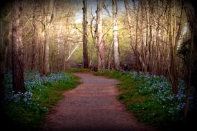 Bluebell flowers flanking both sides of a straight dirt path