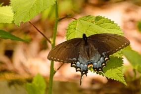 Butterfly on leaf