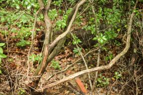 Mountain Laurel