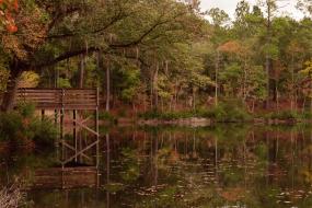Dock reflecting in pond in autumn
