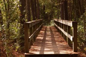 Wooden bridge through the forest