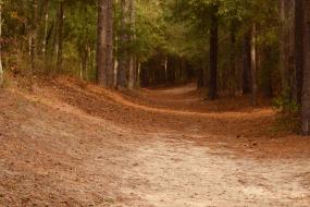 Sandy path through the pines