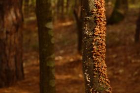 Orange fungus growing on the trunk of a tree