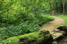 Trail through forest