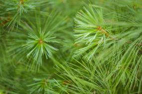 Pine needles