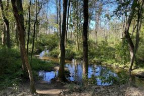 An off-trail creek that runs through the woods at Sesquicentennial State Park.