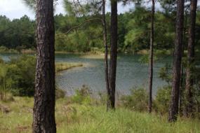Pine trees on banks of the lake